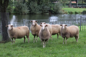 Veluwse heideschapen