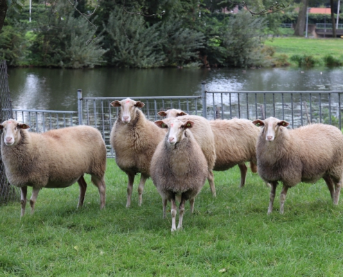 Veluwse heideschapen